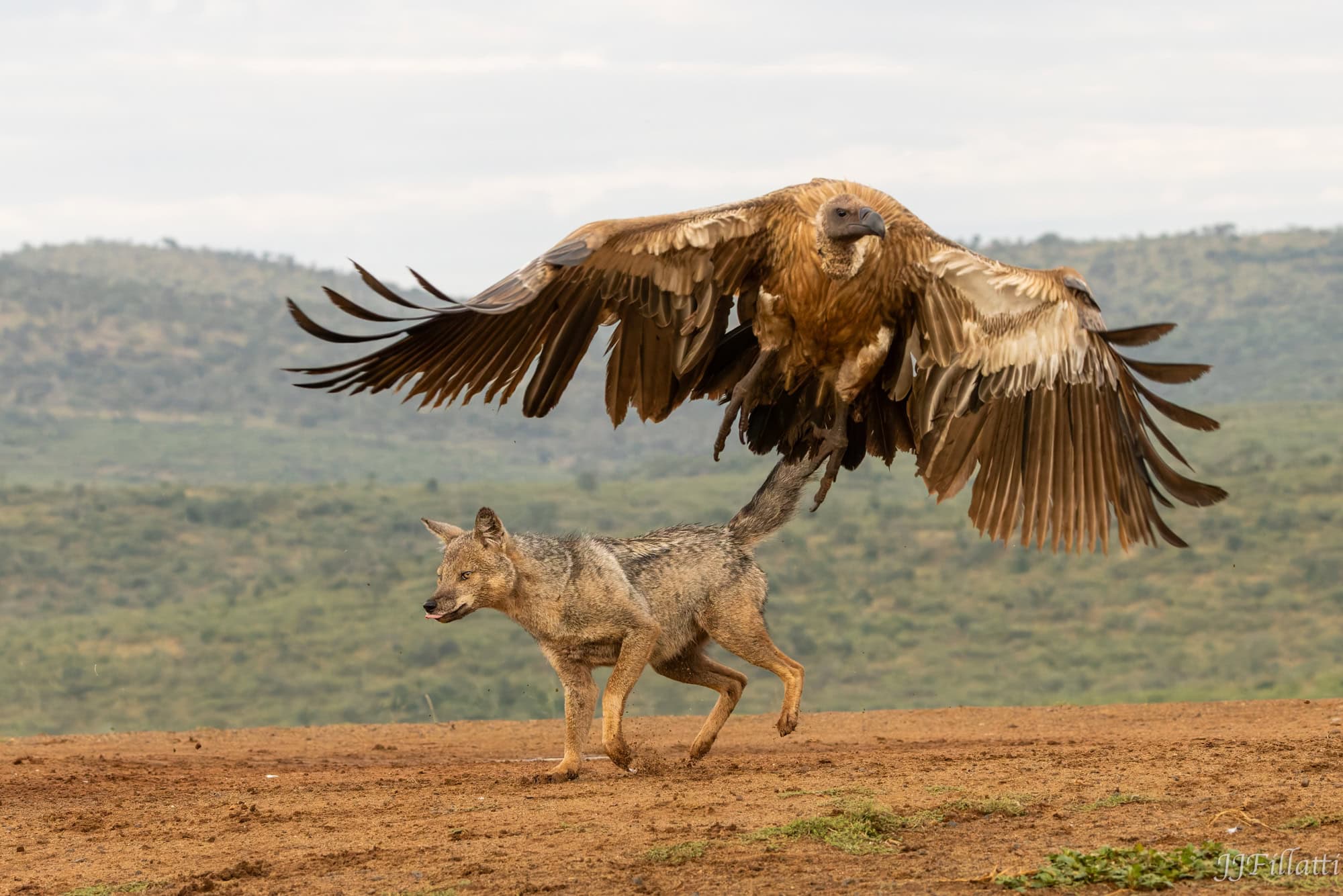 wildlife of Zimanga image 70